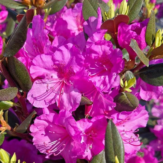 Rhododendron x 'NCRX2'  - Black Hat® Rhododendron