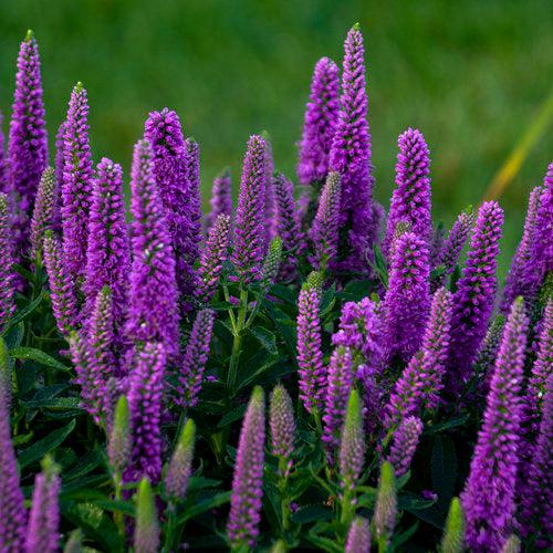 Veronica 'Purple Illusion' PP31301  - PW® Magic Show® Purple Illusion Veronica