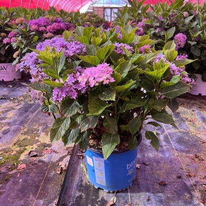 Hydrangea macrophylla ‘Hortmafarfa’ PP32,164  - Bloomin' Easy® Starfield™ Hydrangea