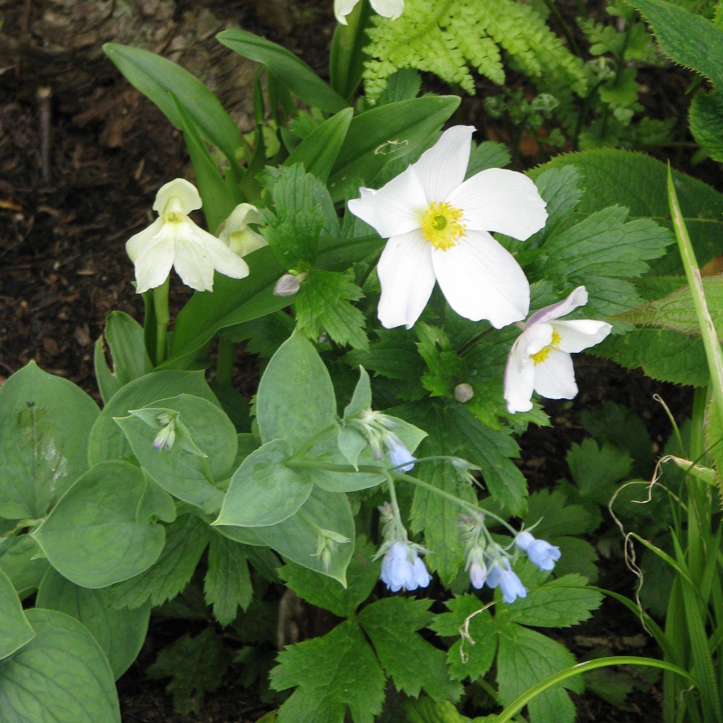 Anemone 'Macane001'  - Wild Swan™ Anemone