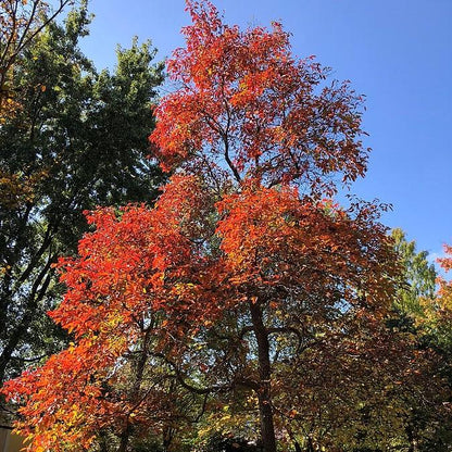 Sassafras albidum  - Sassafras
