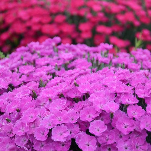 Dianthus 'Paint the Town Fuchsia'  - Paint the Town Fuchsia Dianthus