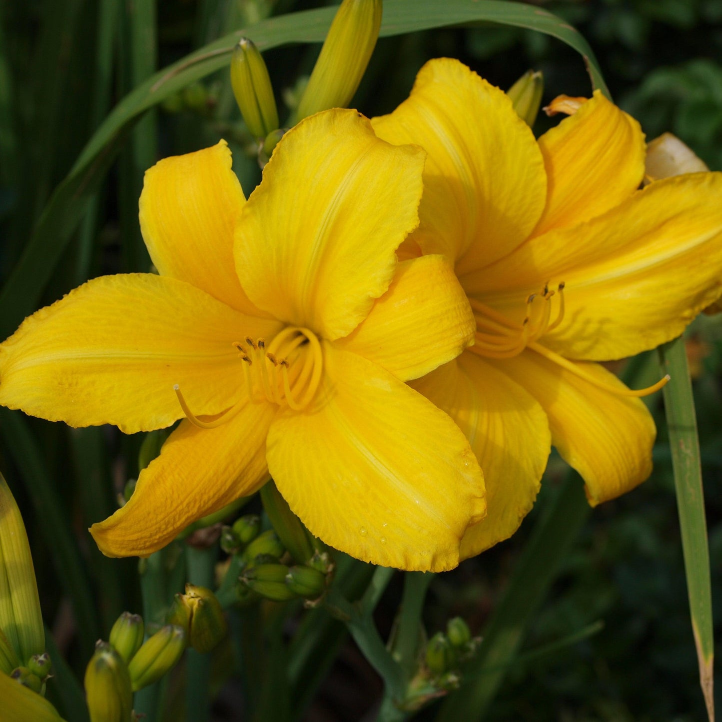Hemerocallis 'Buttered Popcorn'  - Buttered Popcorn Daylily