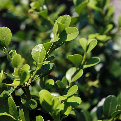 Buxus microphylla var. japonica 'Green Beauty'  - Green Beauty Boxwood