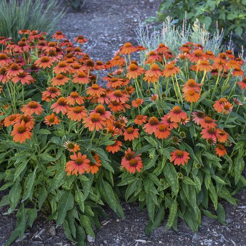 Echinacea x 'Balsomador' PP #26,639  - Sombrero® Adobe Orange Improved Coneflower