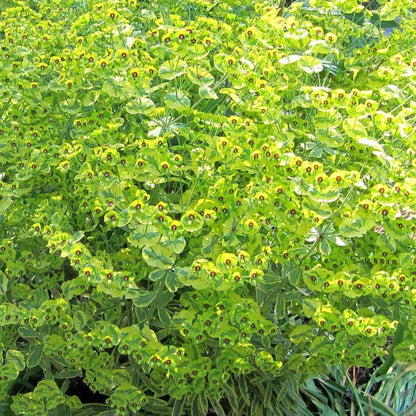 Euphorbia x martinii 'Ascot Rainbow'  - Ascot Rainbow Spurge