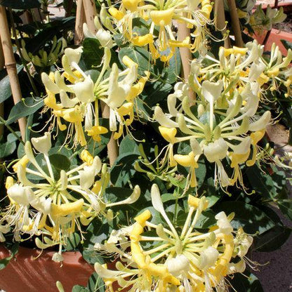 Lonicera periclymenum 'Scentsation'  - Scentsation Honeysuckle