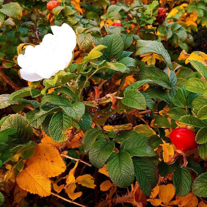 Rosa rugosa 'Alba'  - White Rugosa Rose