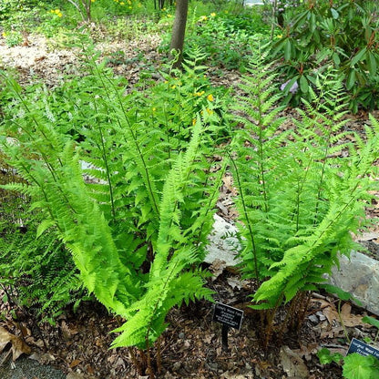 Dryopteris goldiana  - Goldie’s Shield Fern, Giant Wood Fern