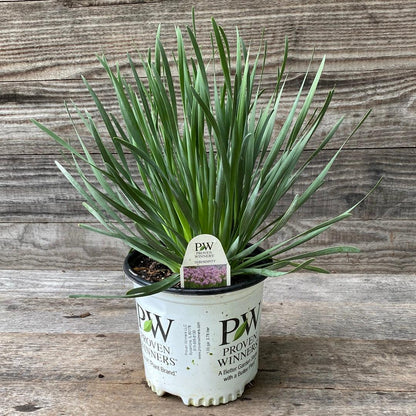 Allium ‘Serendipity’  - Serendipity Ornamental Onion