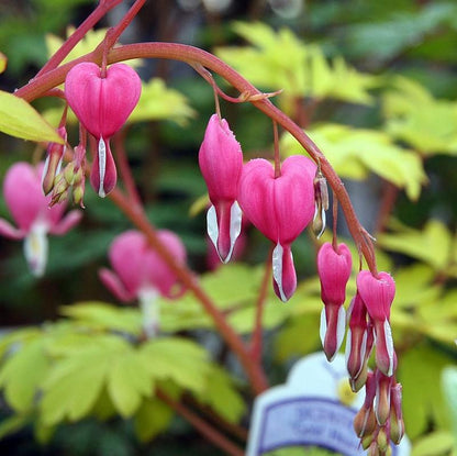 Dicentra spectabilis 'Gold Heart'  - Gold Heart Bleeding Heart