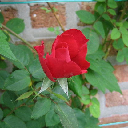 Rosa 'RADramblin'  - First Editions® Ramblin' Red® Rose
