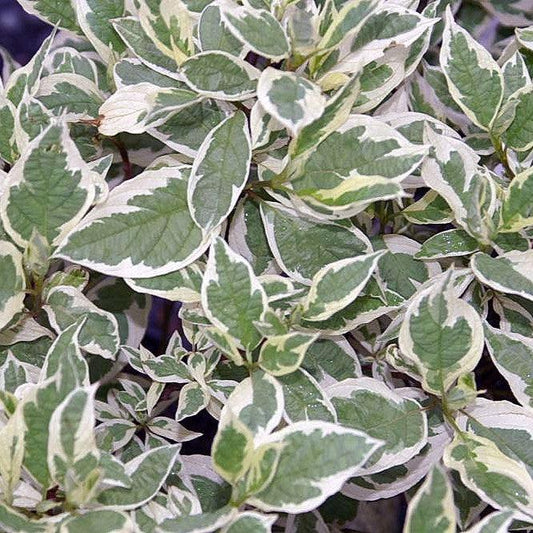 Cornus alba 'Bailhalo'  - Ivory Halo® Red Twig Dogwood