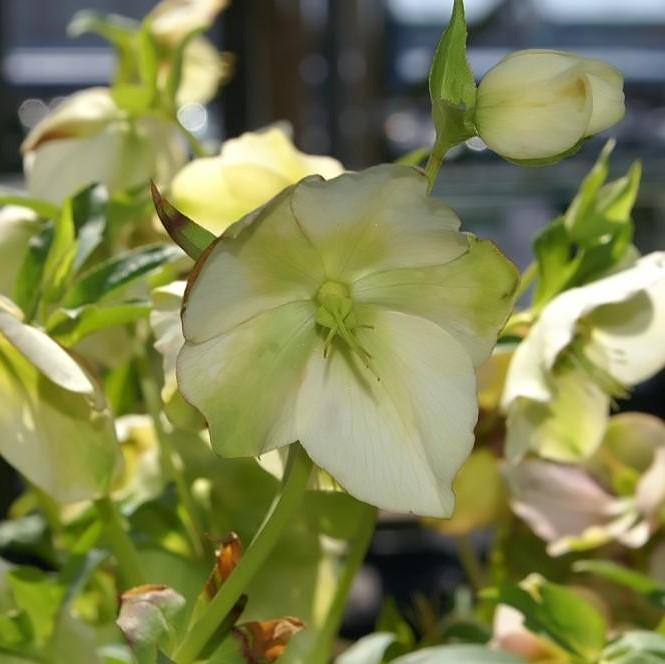 Helleborus 'Royal Heritage'  - Royal Heritage™ Strain Lenten Rose