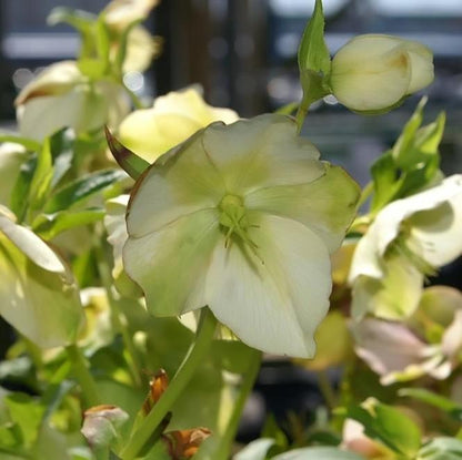 Helleborus 'Royal Heritage'  - Royal Heritage™ Strain Lenten Rose