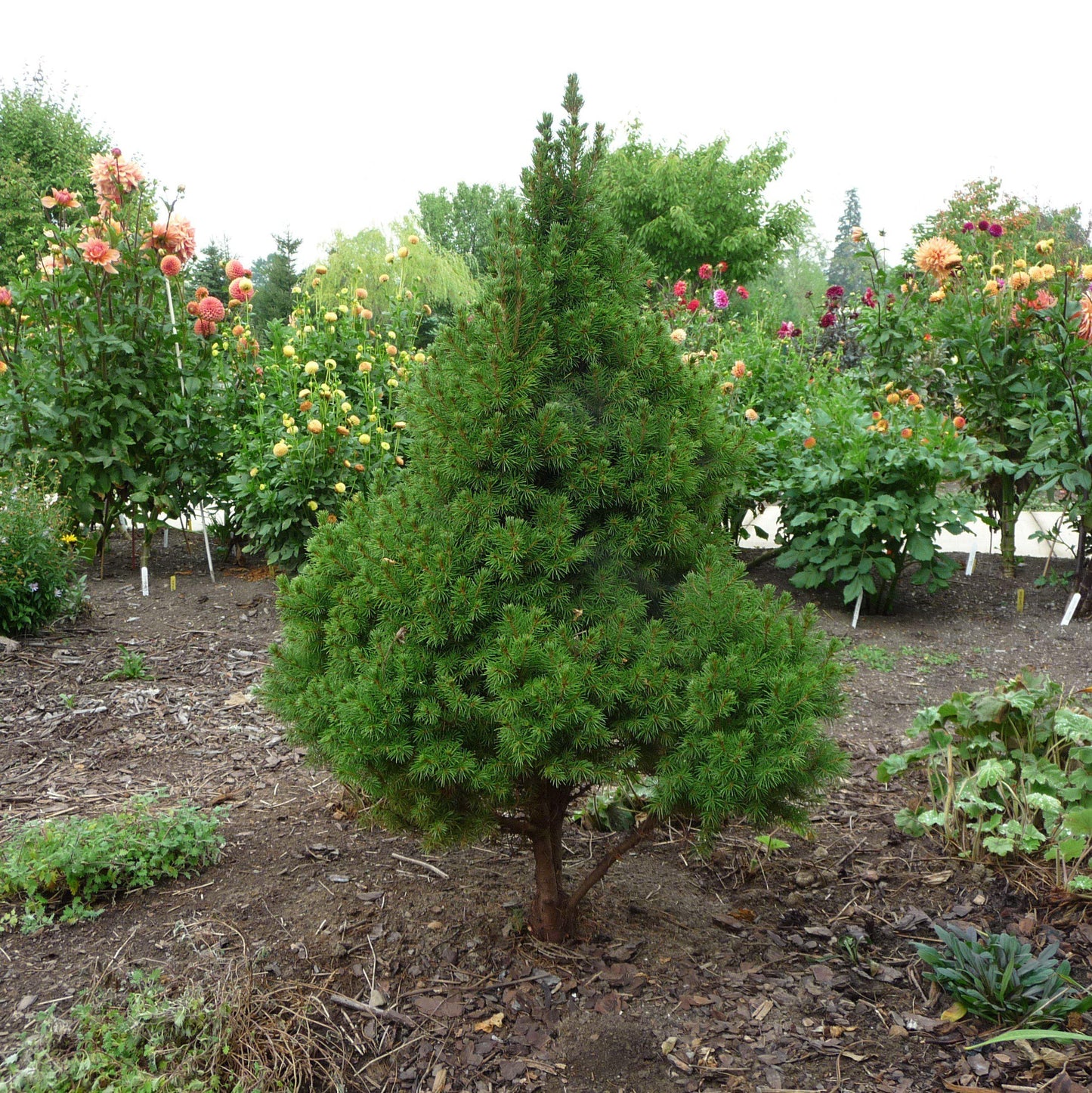Picea glauca 'Conica'  - Dwarf Alberta Spruce