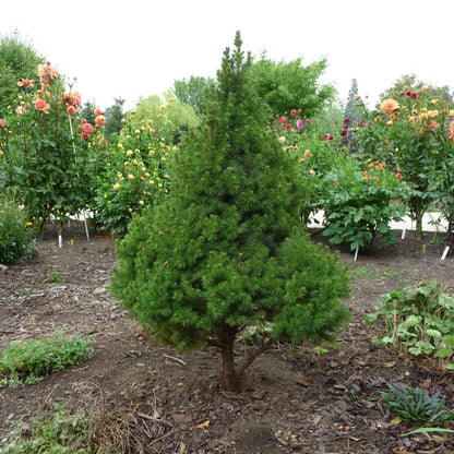 Picea glauca 'Conica'  - Dwarf Alberta Spruce