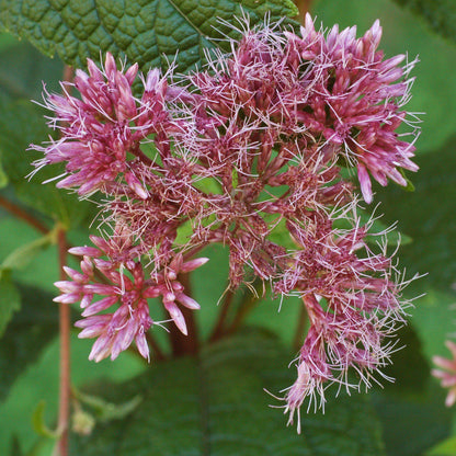 Eutrochium dubium 'Little Joe'  - Little Joe Coastal Pye Weed