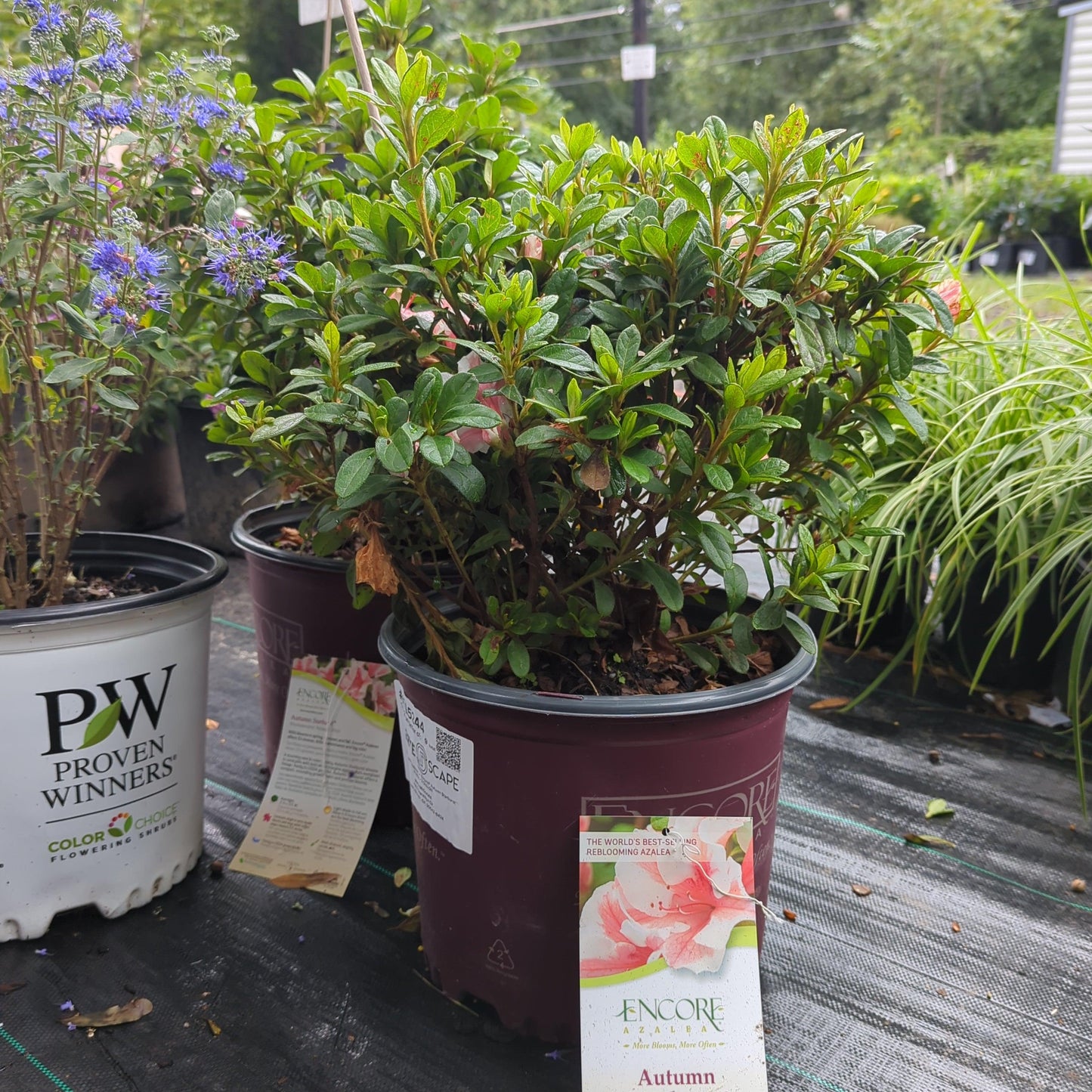 Rhododendron ‘Robleze’  - Encore® Autumn Starburst™ Azalea