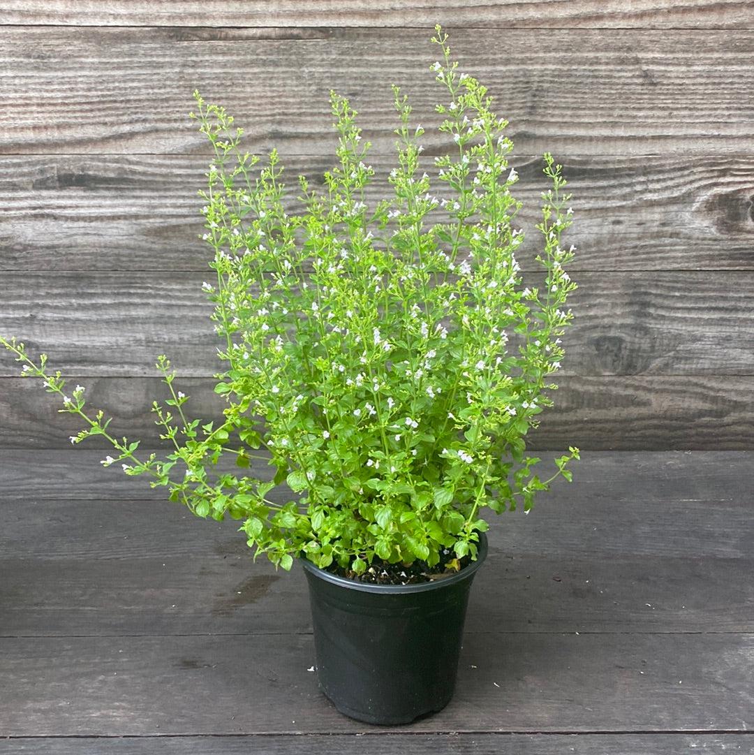 Calamintha nepeta spp. nepeta  - Lesser Calamint