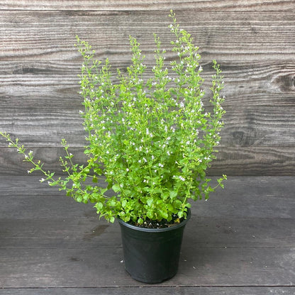 Calamintha nepeta spp. nepeta  - Lesser Calamint