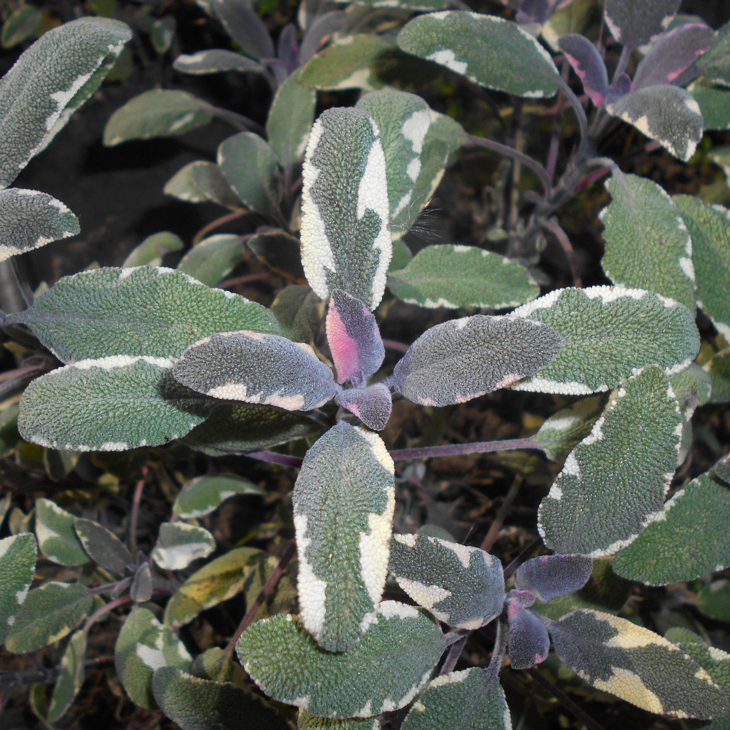 Salvia officinalis 'Tricolor'  - Tricolor Culinary Sage