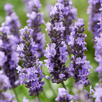 Lavandula x intermedia 'Tesseract'  - Sensational!® Lavender