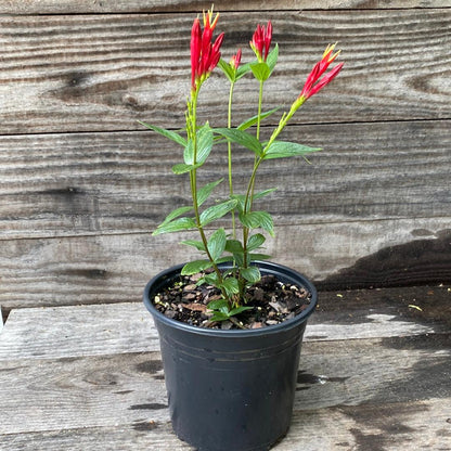 Spigelia marilandica 'Little Redhead  - Little Redhead Indian Pink