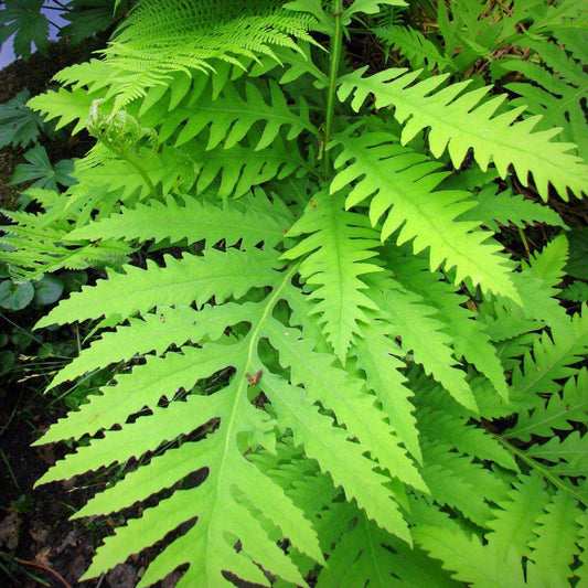 Onoclea sensibilis  - Sensitive Fern