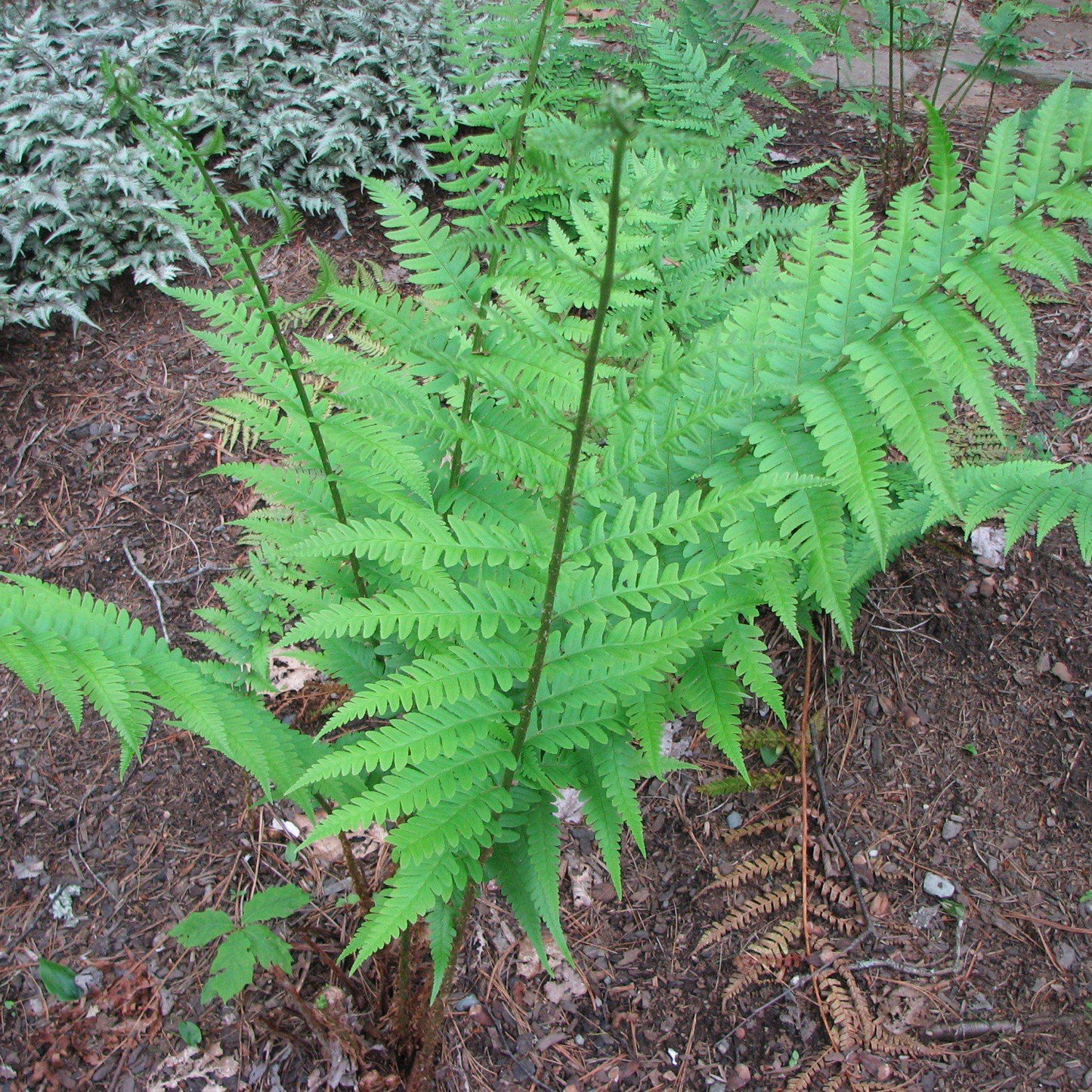 Dryopteris x australis  - Dixie Wood Fern