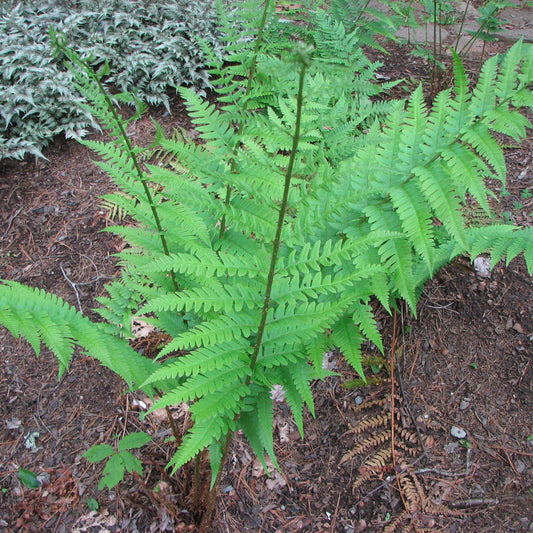 Dryopteris x australis  - Dixie Wood Fern