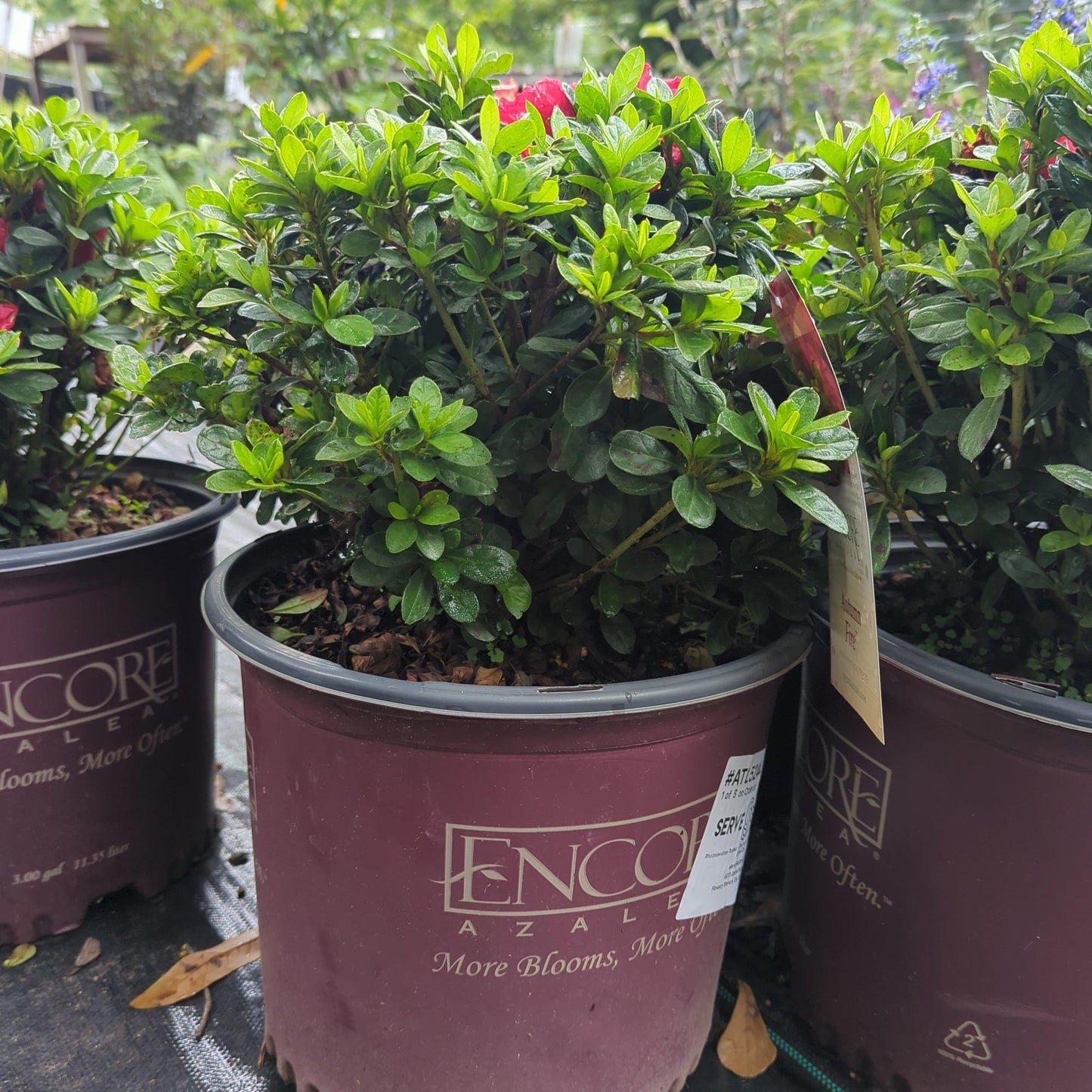 Rhododendron ‘Roblez’  - Encore® Autumn Fire™ Azalea