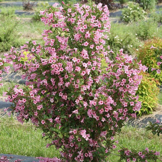 Weigela florida 'SMNWFRP'  - PW® Sonic Bloom® Pure Pink Weigela