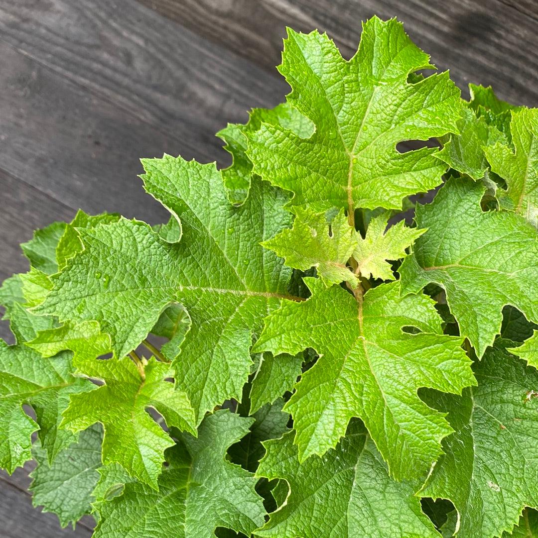 Hydrangea quercifolia 'Ruby Slippers'  - Ruby Slippers Oakleaf Hydrangea
