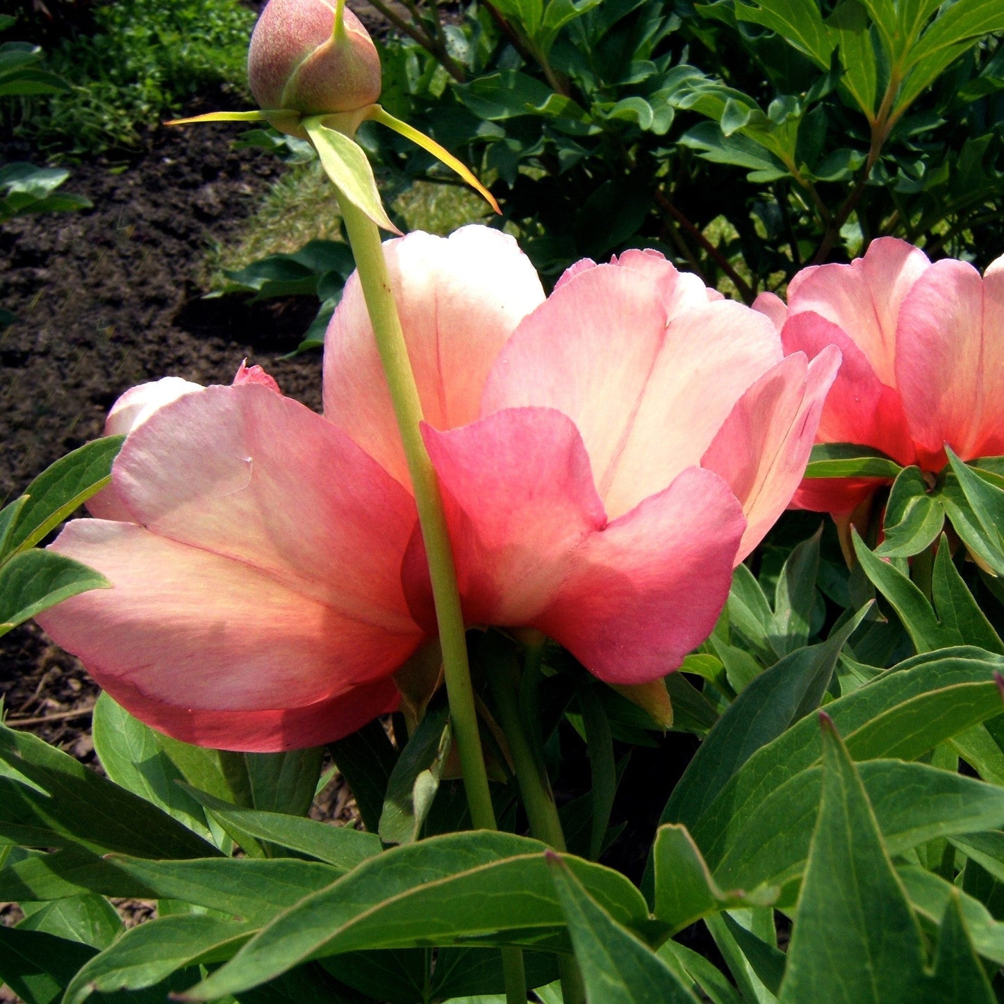 Paeonia 'Julia Rose'  - Julia Rose Itoh Peony