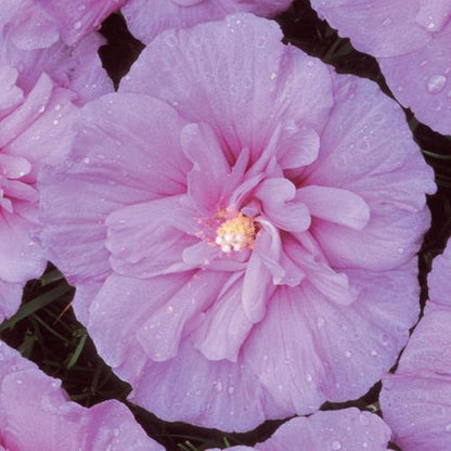 Hibiscus syriacus 'Notwoodone'  - Lavender Chiffon® Rose of Sharon