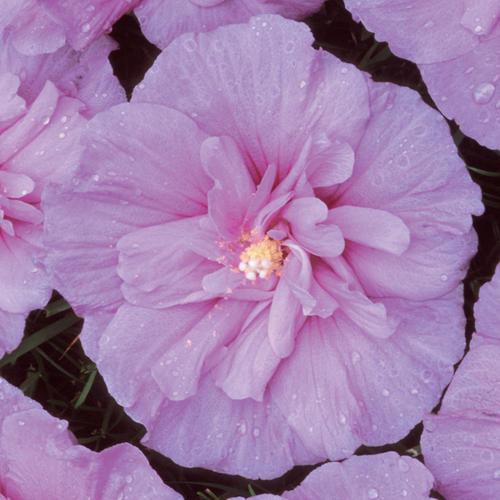 Hibiscus syriacus 'Notwoodone'  - Lavender Chiffon® Rose of Sharon