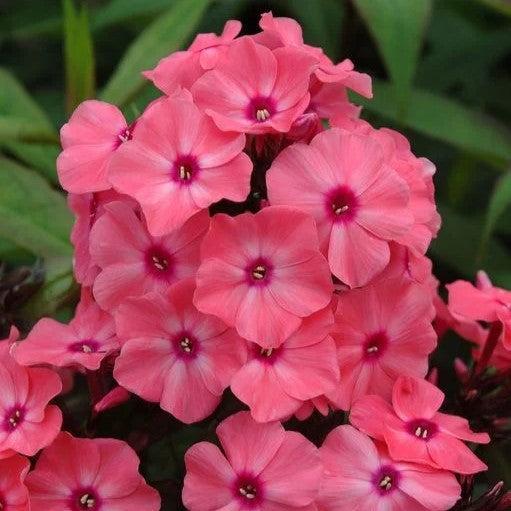 Phlox paniculata 'Ditomdre' PP20,907  - First Editions® Coral Crème Drop™ Phlox