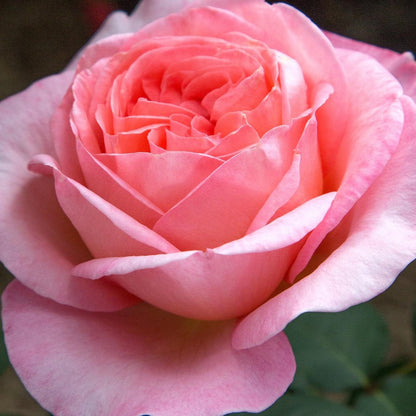 Rosa 'Meinostair' PP 28,659  - Bloomables® Sweet Mademoiselle™ Rose