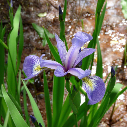 Iris versicolor  - Northern Blue Flag Iris, Harlequin Blue Flag