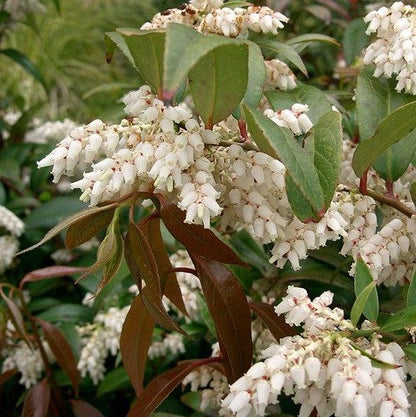 Leucothoe axillaris  - Coastal Leucothoe