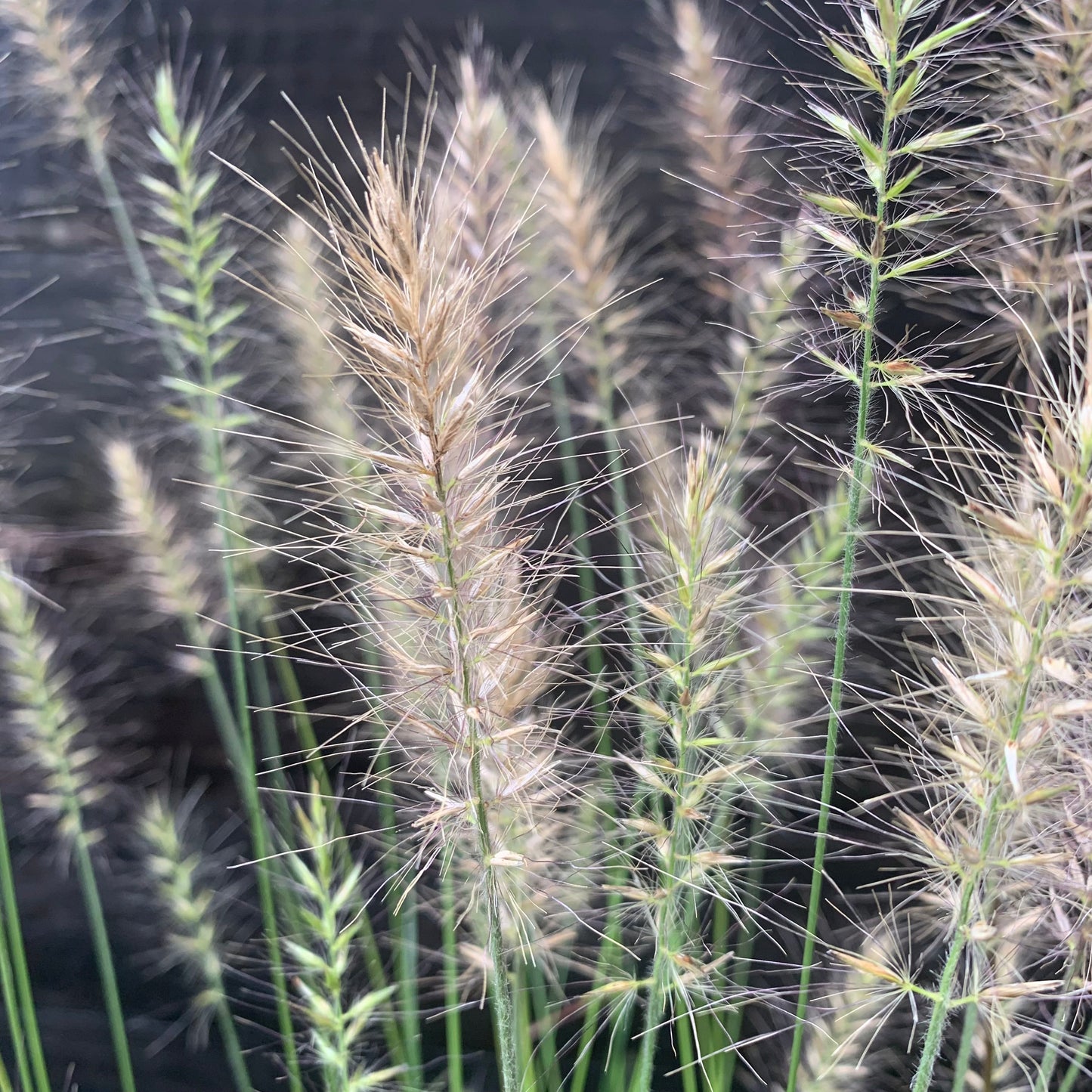 Pennisetum alopecuroides 'Hameln  - Hameln Fountain Grass