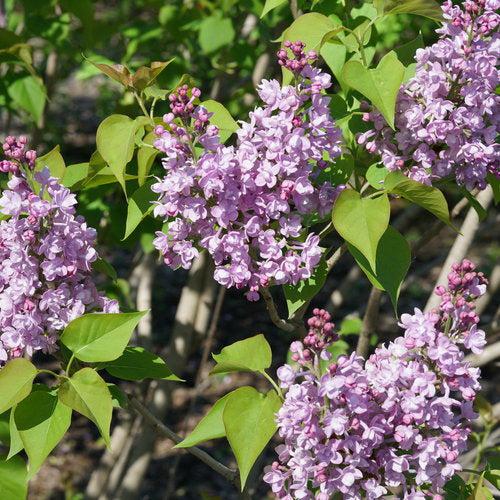 Syringa x hyacinthiflora 'SMNSHBBL'  - Scentara® Double Blue Lilac