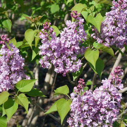 Syringa x hyacinthiflora 'SMNSHBBL'  - Scentara® Double Blue Lilac