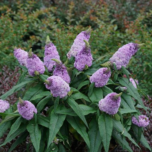 Buddleia x 'SMNBDL'  - Pugster® Amethyst Butterfly Bush