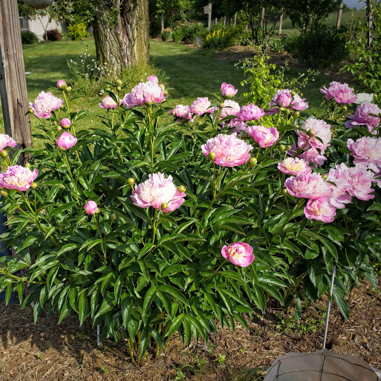 Paeonia 'Madame Emile Debatene'  - Emile Debatene Peony