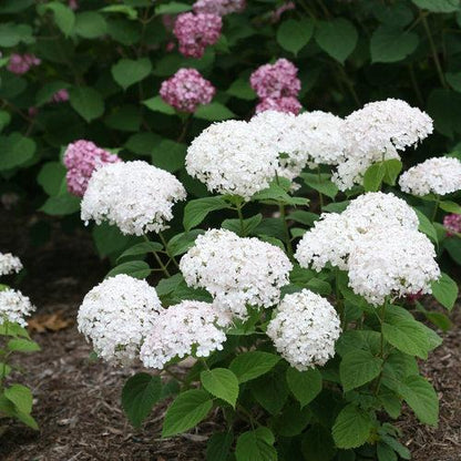 Hydrangea arborescens 'NCHA5'  - Invincibelle® Wee White Smooth Hydrangea
