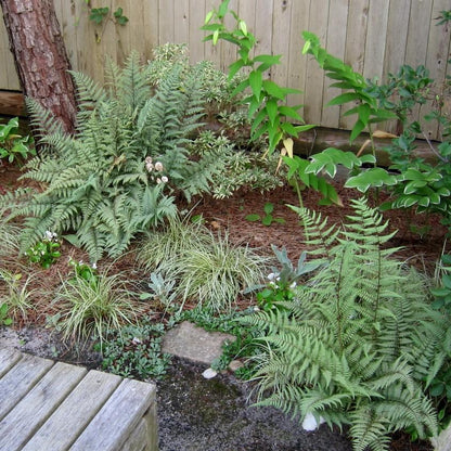 Athyrium 'Ghost'  - Ghost Fern