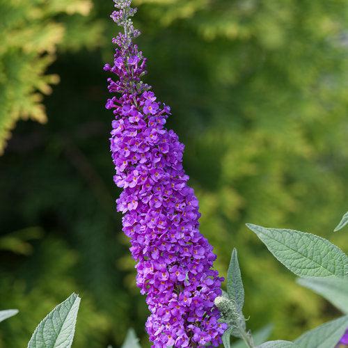 Buddleja x 'Miss Violet' PP #28,448  - Miss Violet Butterfly Bush