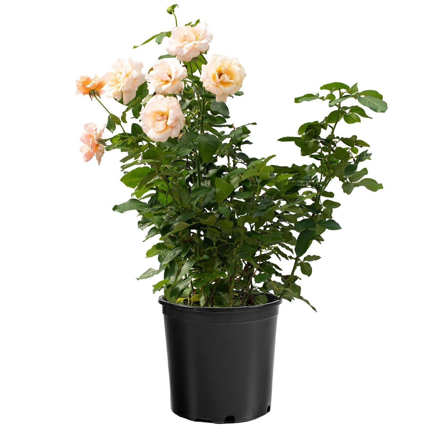 Rosa 'Meiludere'  - Mother of Pearl® Rose